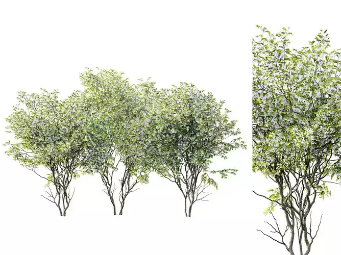 AV Amelanchier Lamarckii 3 trees 3D model