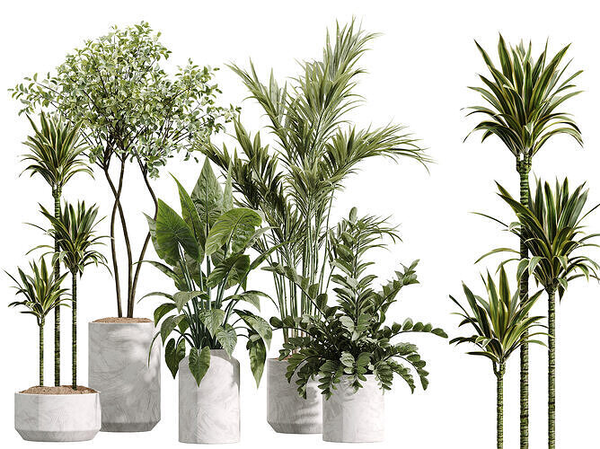 AV Indoor Plants Set 234 Palm Lemon Zamiifolia Olive Alocasia 3D model