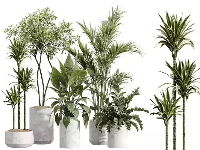 AV Indoor Plants Set 234 Palm Lemon Zamiifolia Olive Alocasia