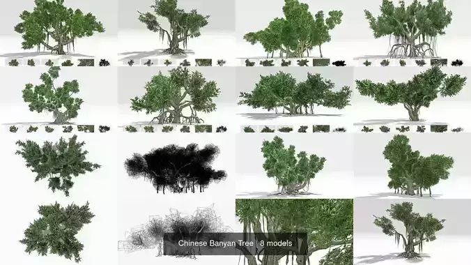 Chinese Banyan Tree 3D Model Collection