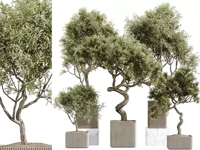 AV Indoor Plants Set 236 Arbequina Olive