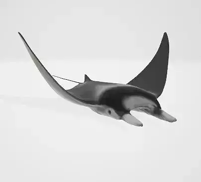 High-Quality Mobula Rays 3D Model