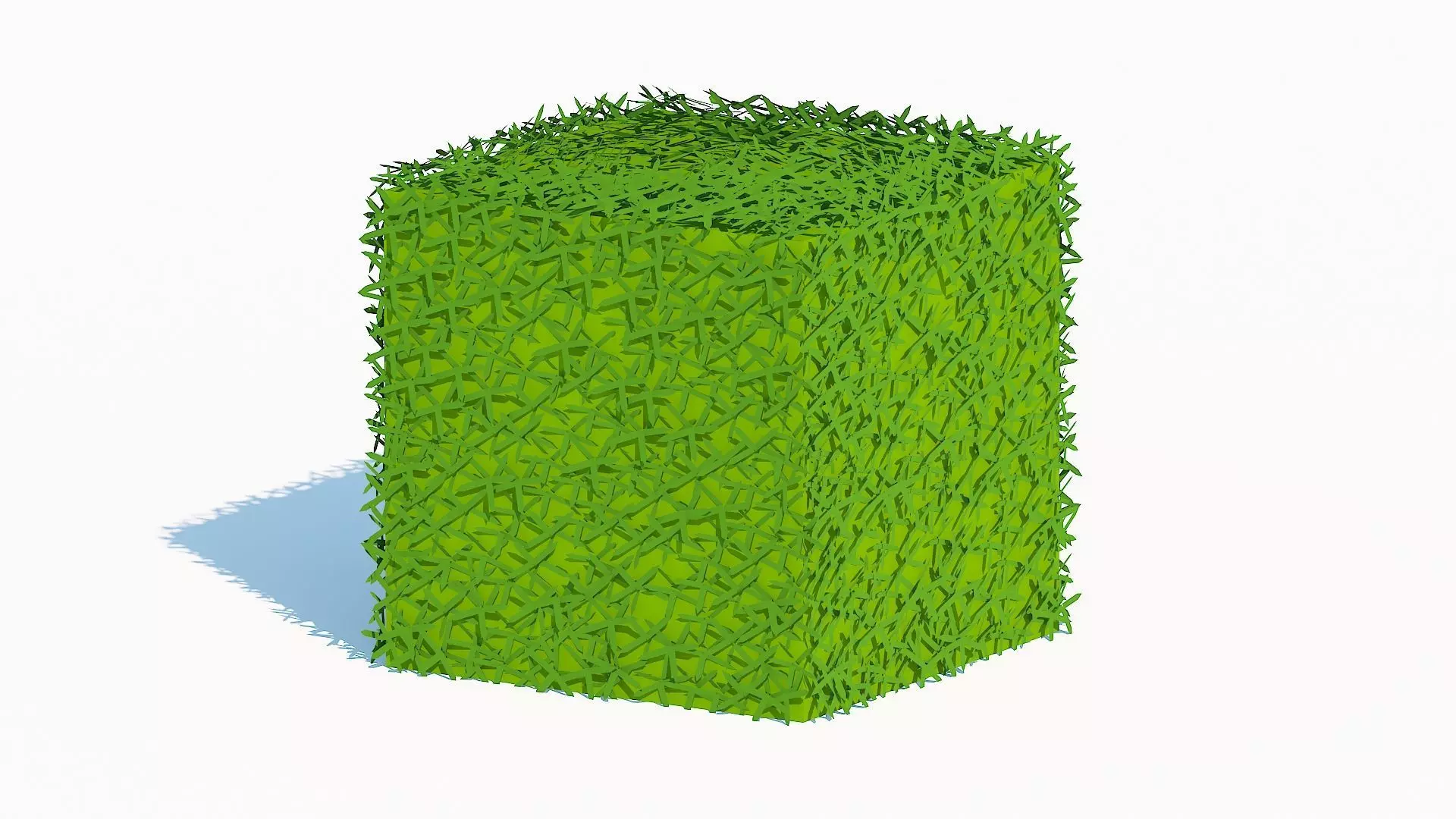 Taxus Media-Square Low-poly 3D model_0