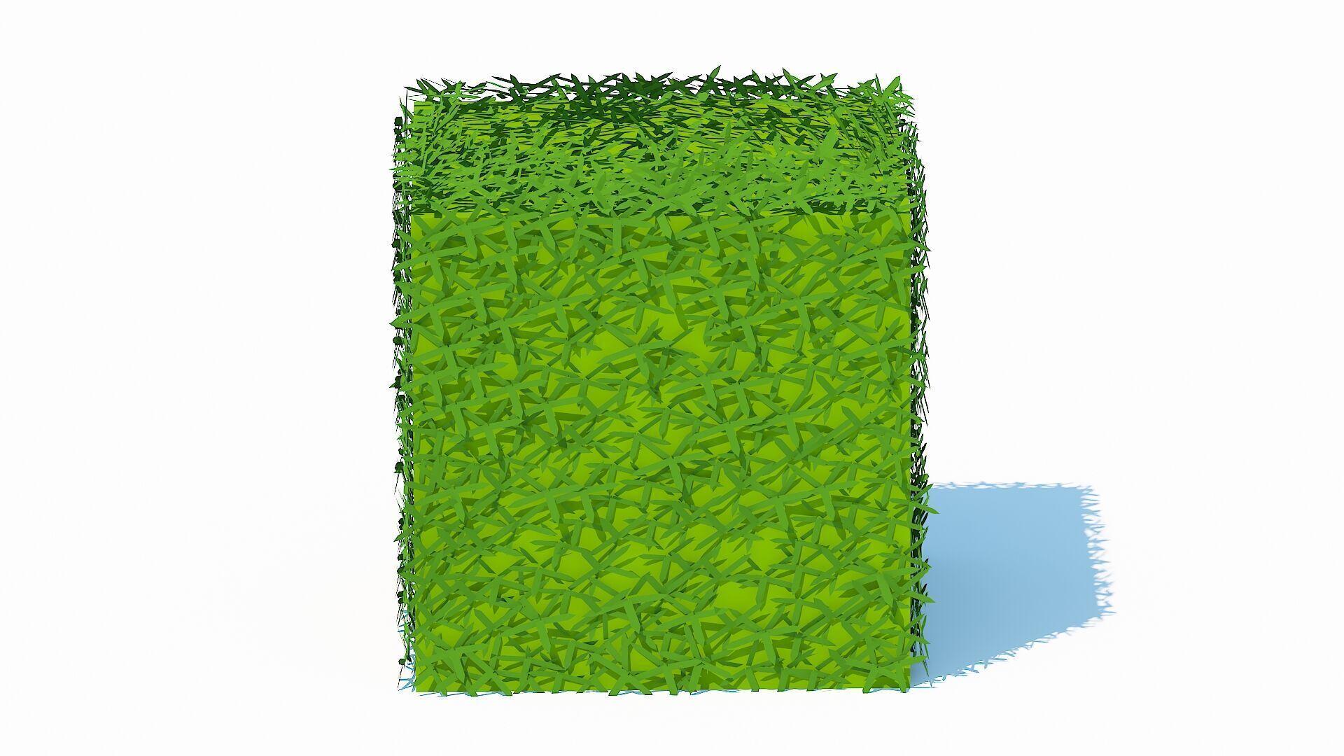 Taxus Media-Square Low-poly 3D model_3