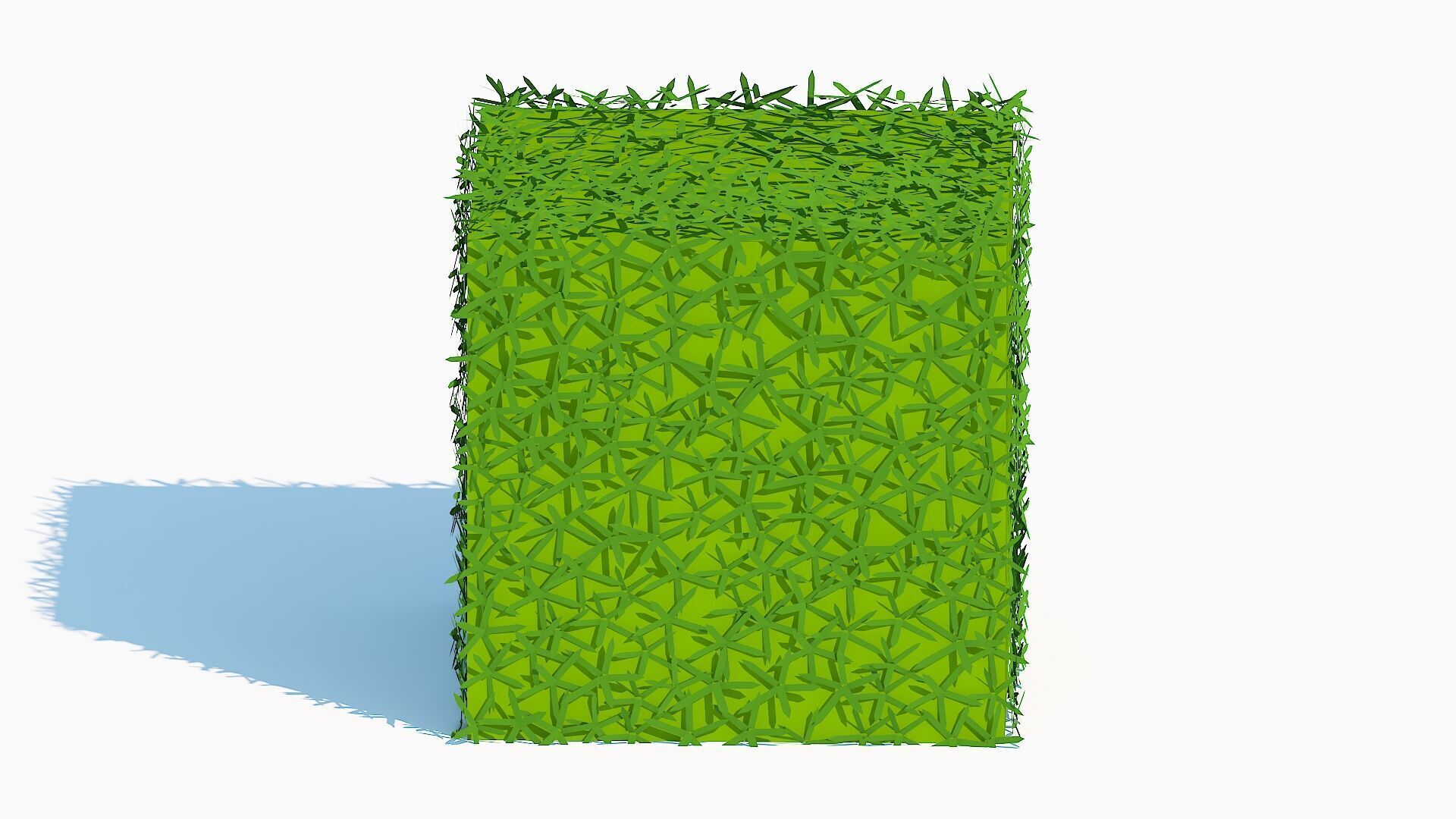 Taxus Media-Square Low-poly 3D model_3