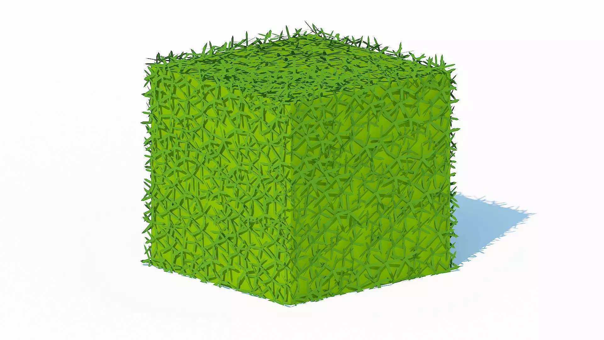 Taxus Media-Square Low-poly 3D model_0