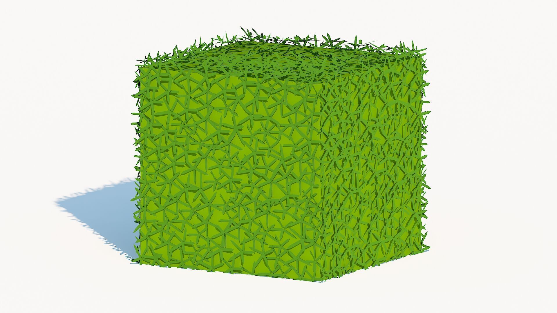 Taxus Media-Square Low-poly 3D model_1