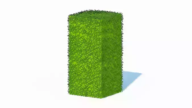 Taxus Media-Upright Low-poly 3D model