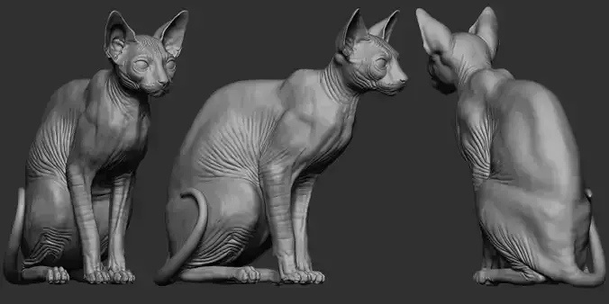 Sphynx cat 3d model