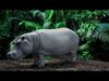 VFX Ready hippopotamus 3d model 3D model with arnold shading  3D model_1