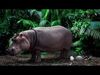 VFX Ready hippopotamus 3d model 3D model with arnold shading  3D model_2