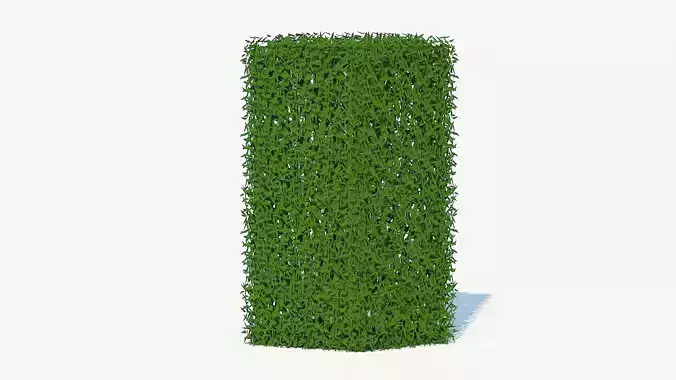 Taxus Media-Upright Low-poly 3D model