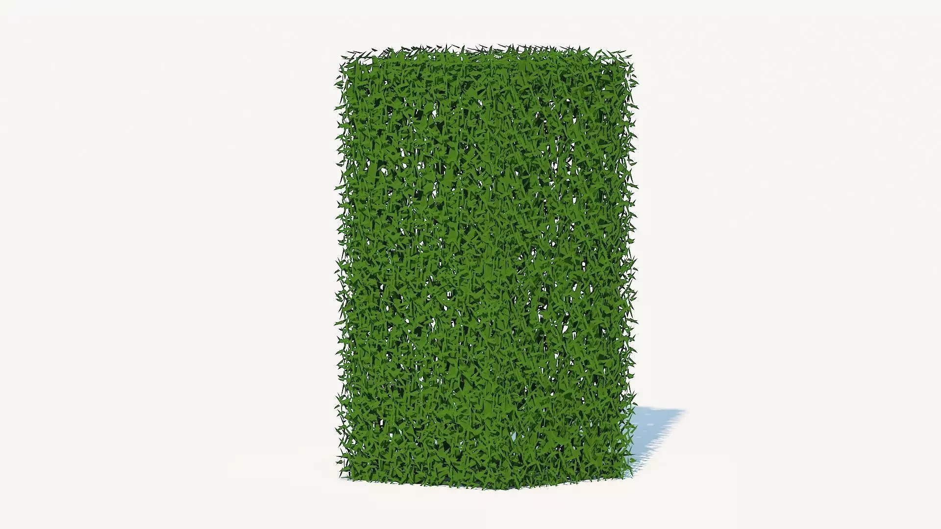 Taxus Media-Upright Low-poly 3D model