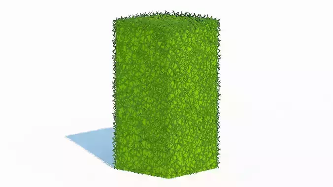 Taxus Media-Upright Low-poly 3D model