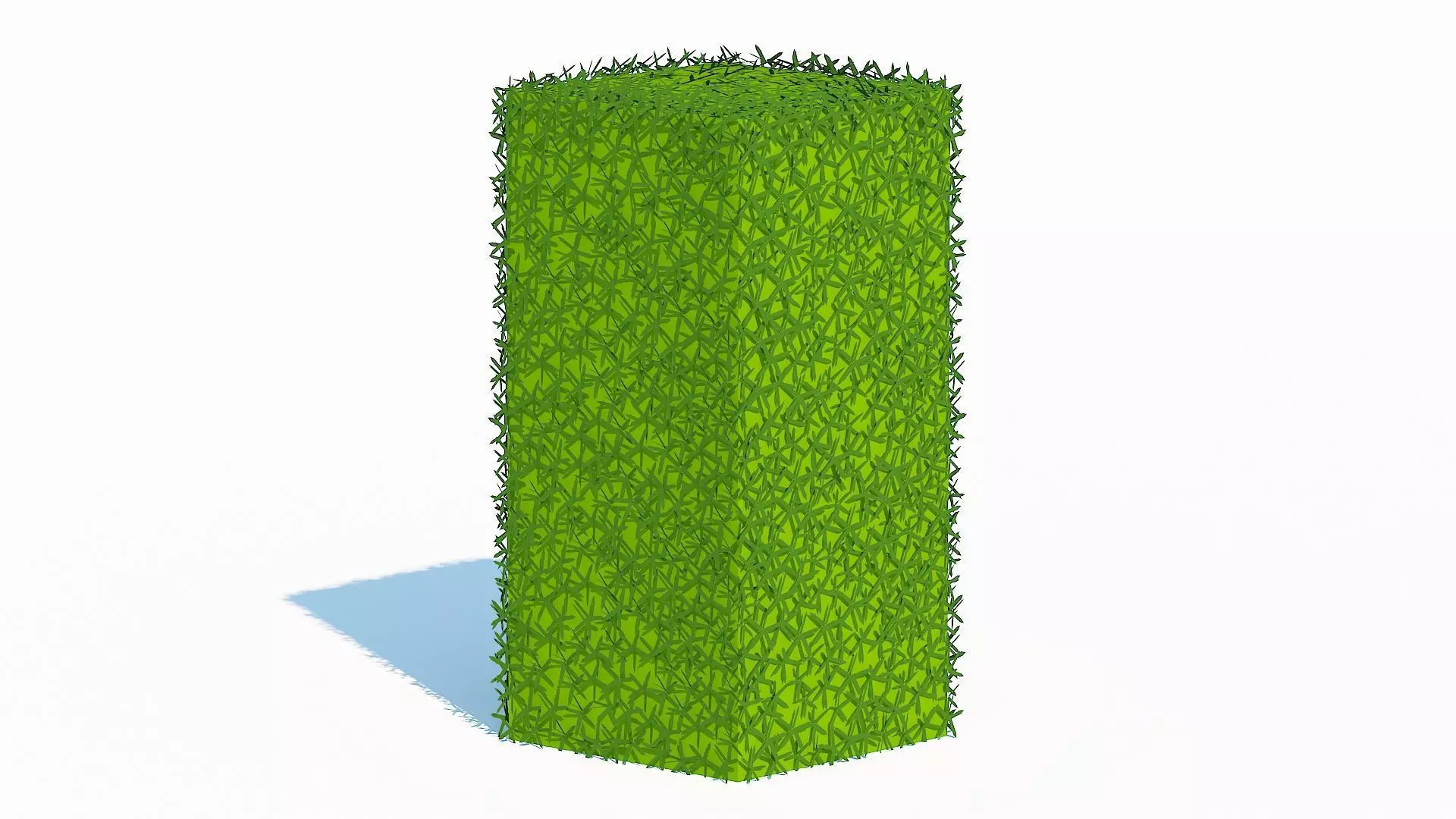 Taxus Media-Upright Low-poly 3D model_0