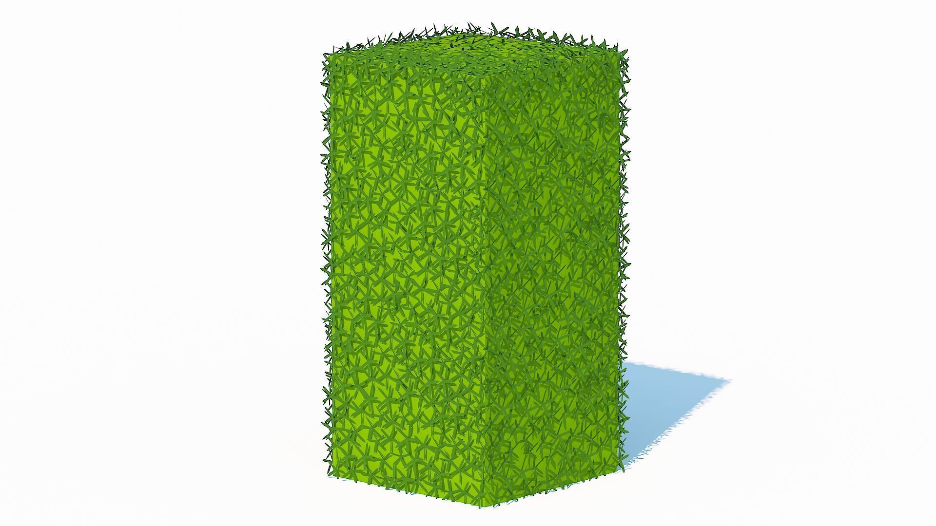 Taxus Media-Upright Low-poly 3D model_1