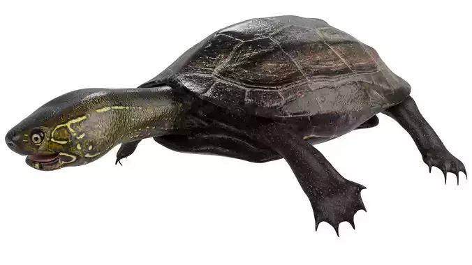 Chinese pond turtle