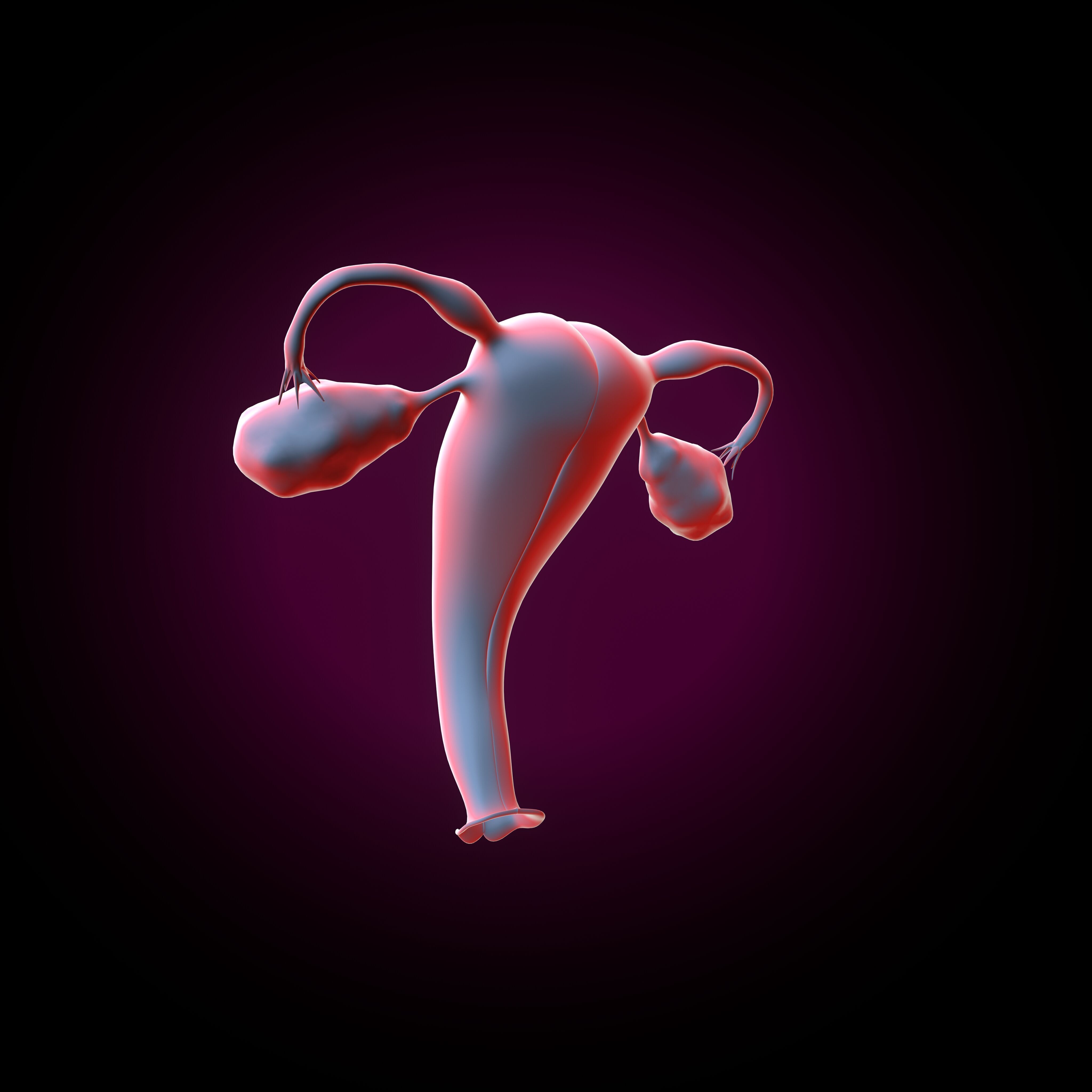 Female reproductive system 3D model_6