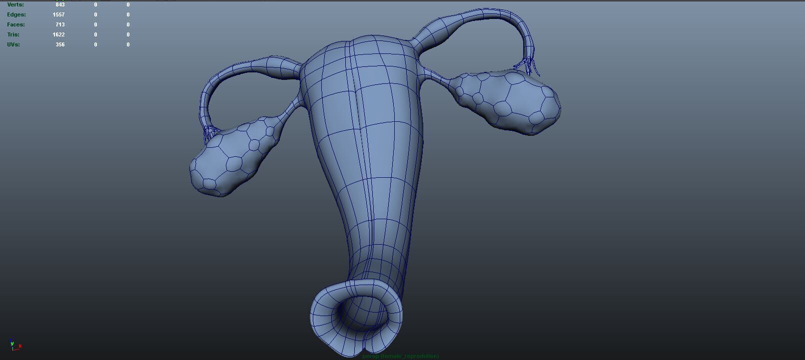 Female reproductive system 3D model_8