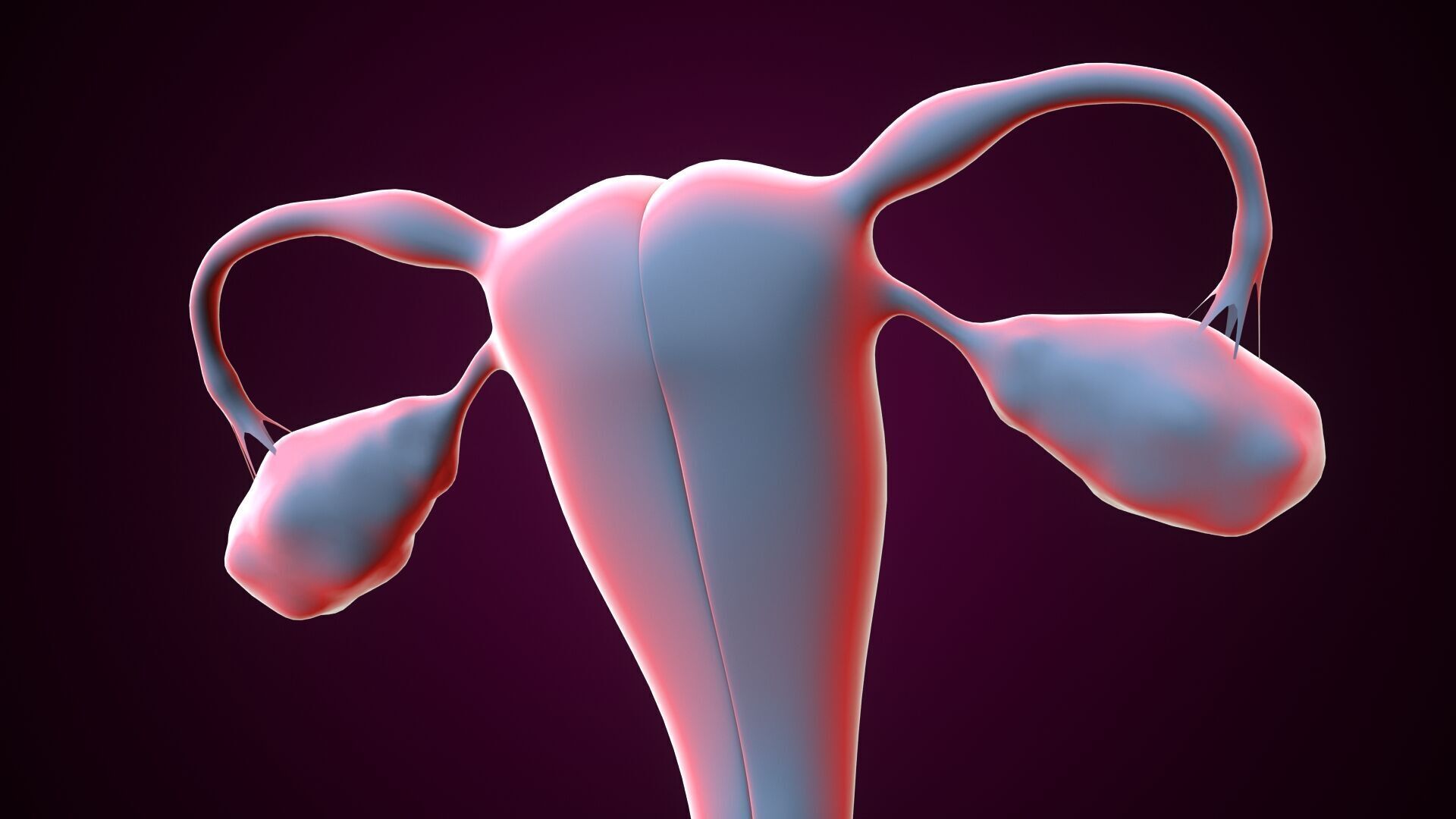 Female reproductive system 3D model_2