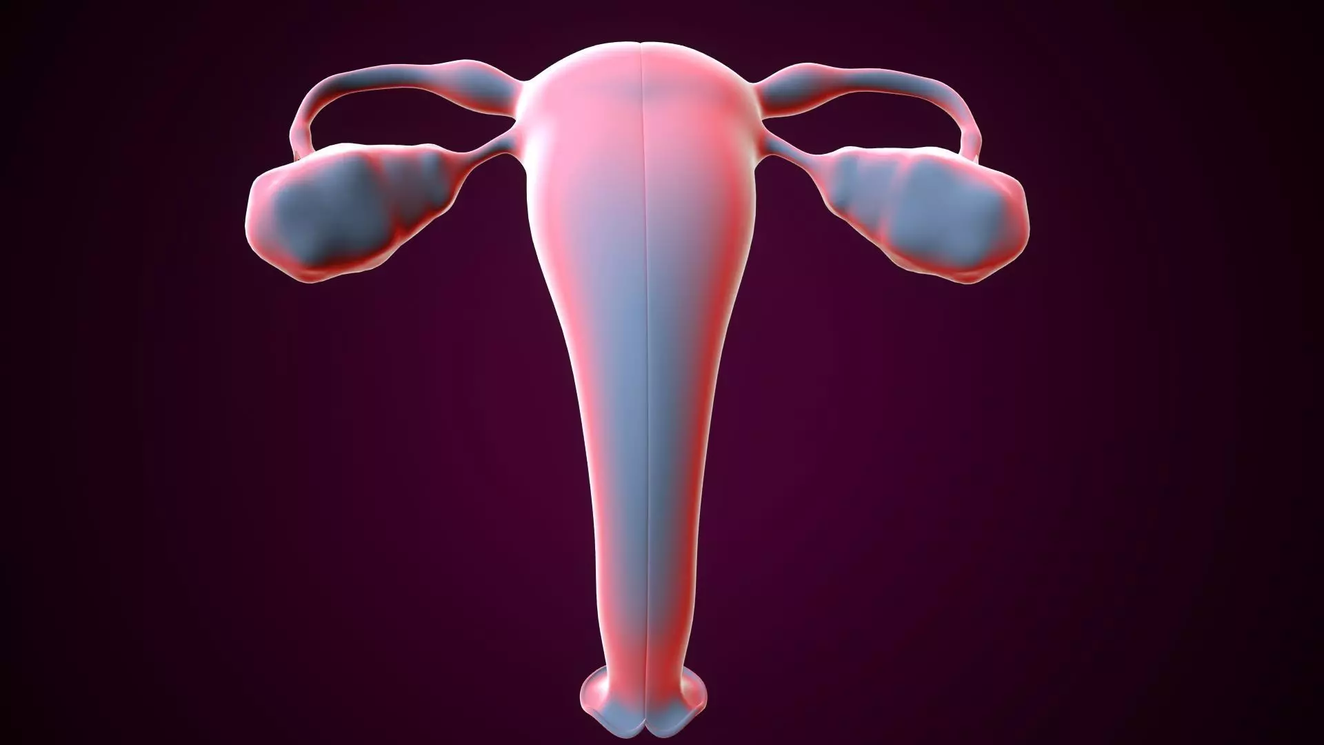 Female reproductive system 3D model_0