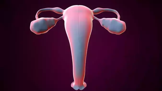 Female reproductive system 3D model