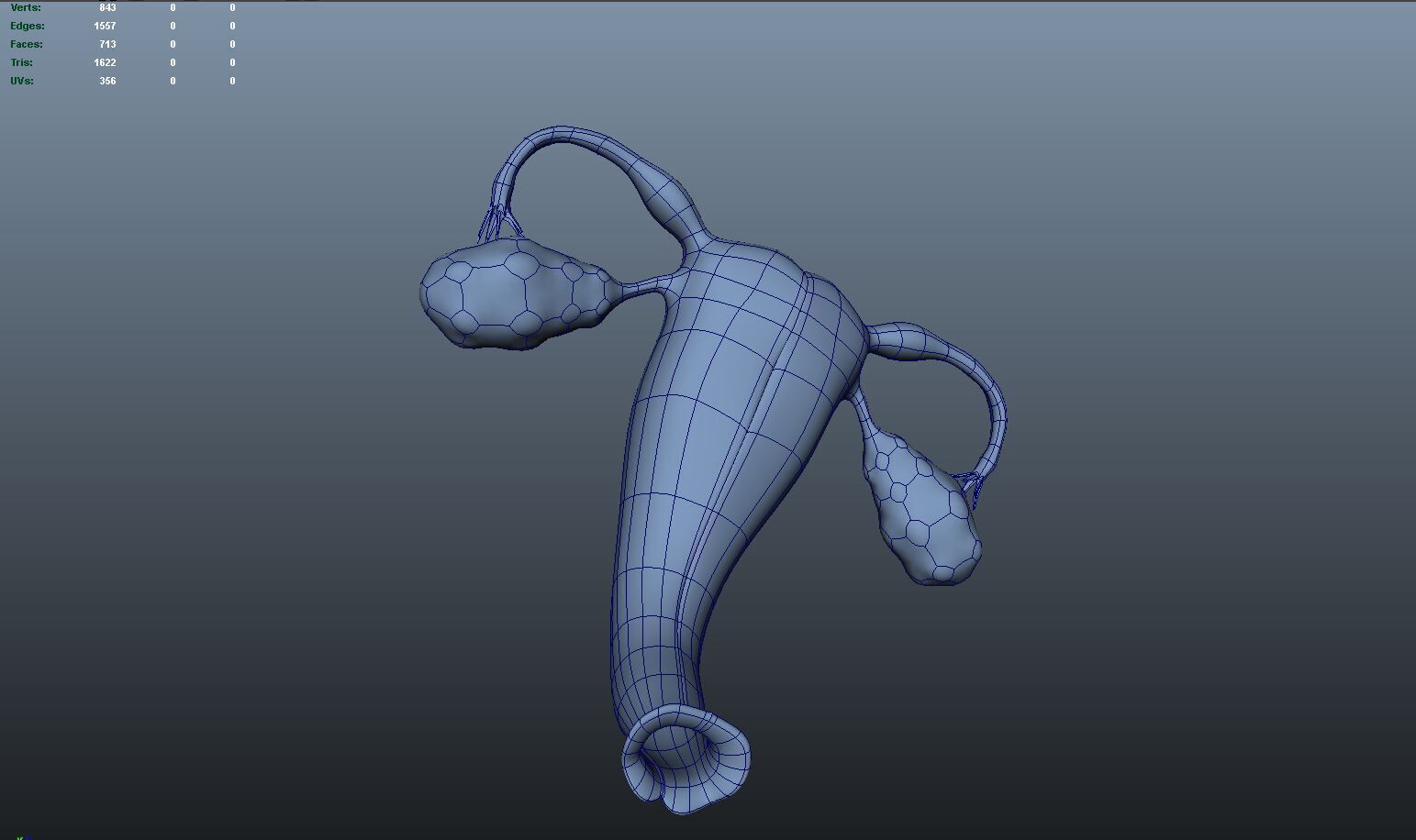 Female reproductive system 3D model_12