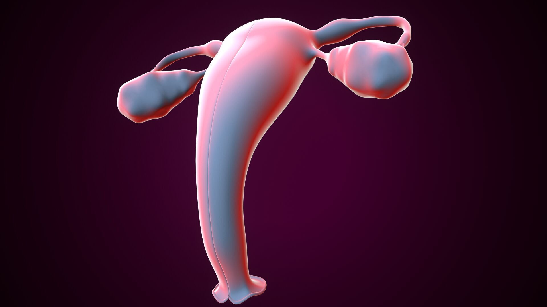 Female reproductive system 3D model_3