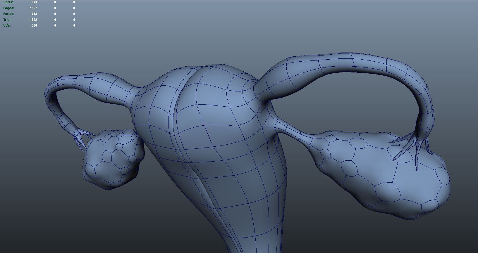 Female reproductive system 3D model_13