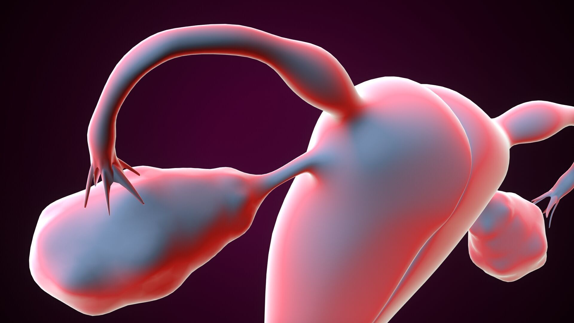 Female reproductive system 3D model_5
