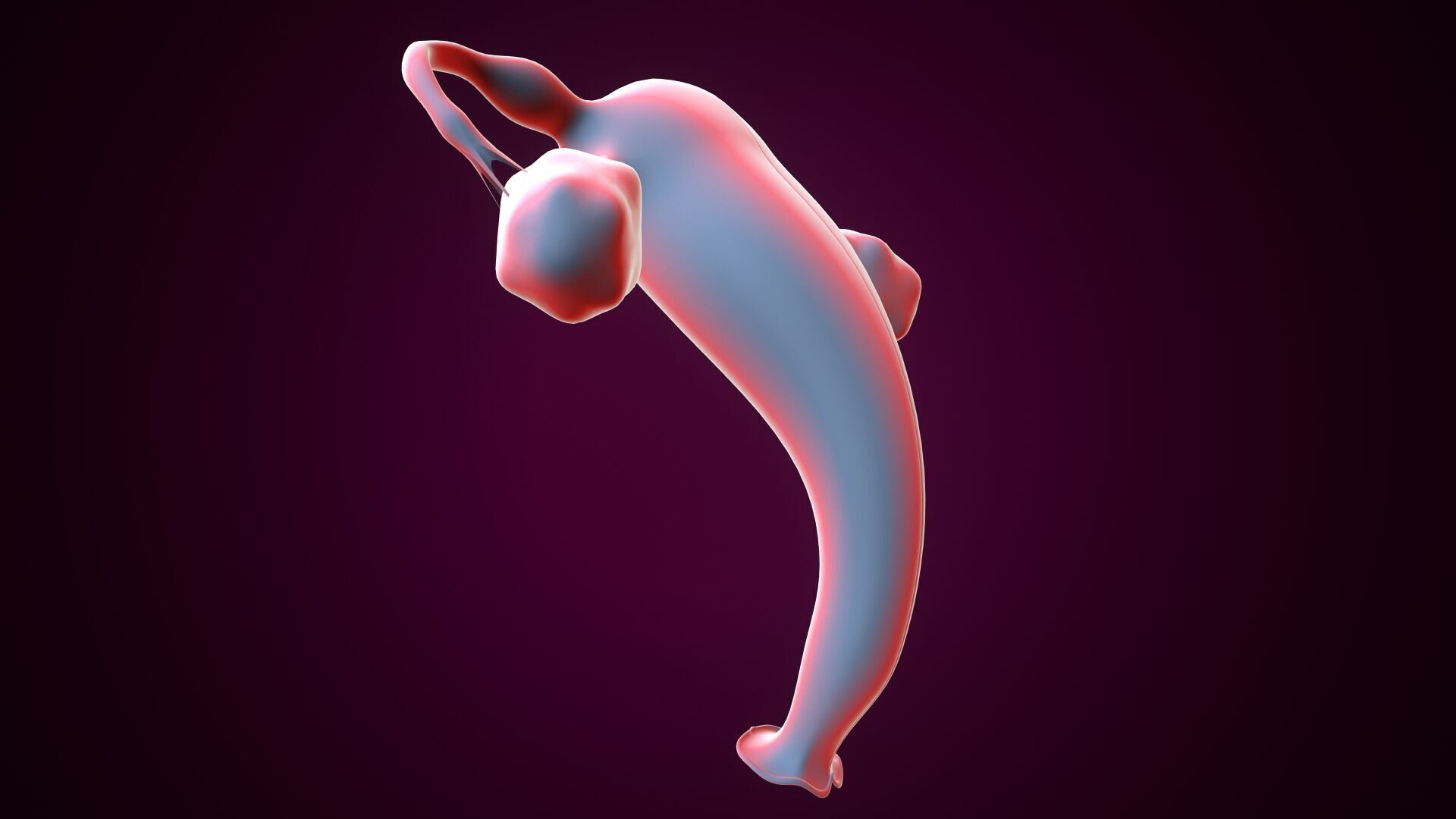 Female reproductive system 3D model_1