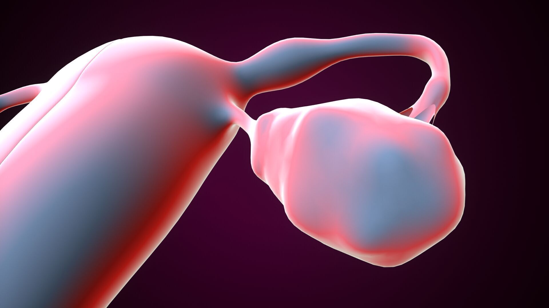 Female reproductive system 3D model_4
