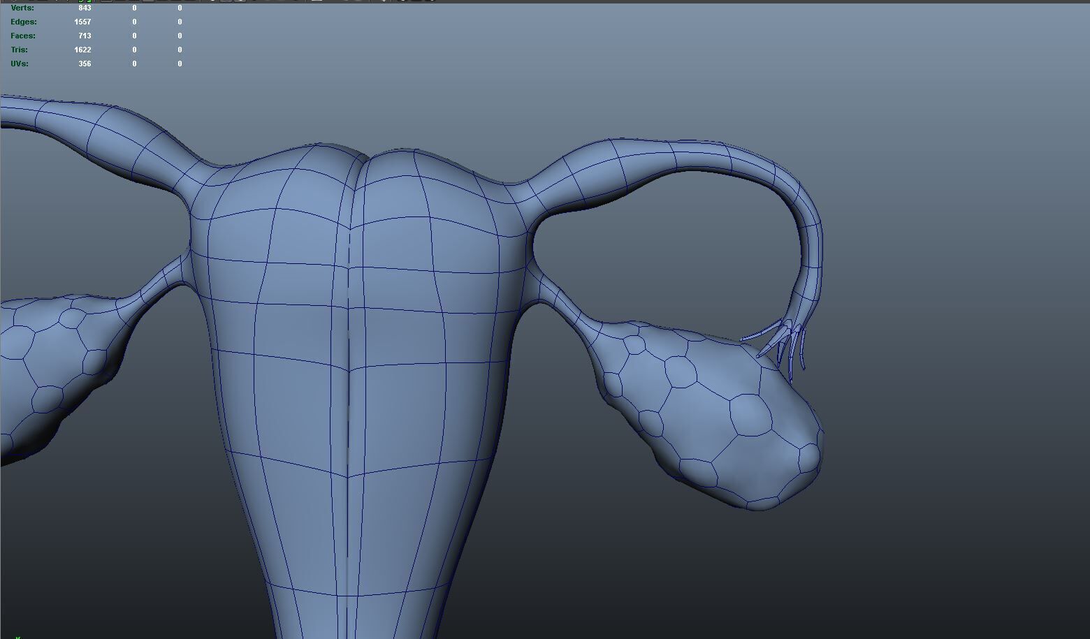 Female reproductive system 3D model_10