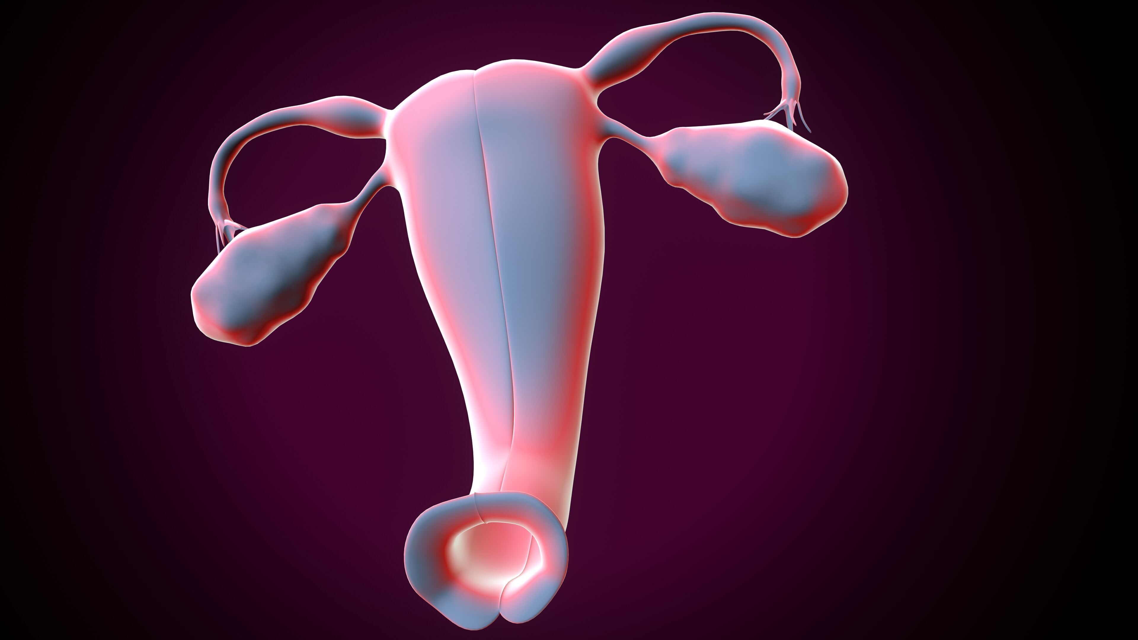 Female reproductive system 3D model_7