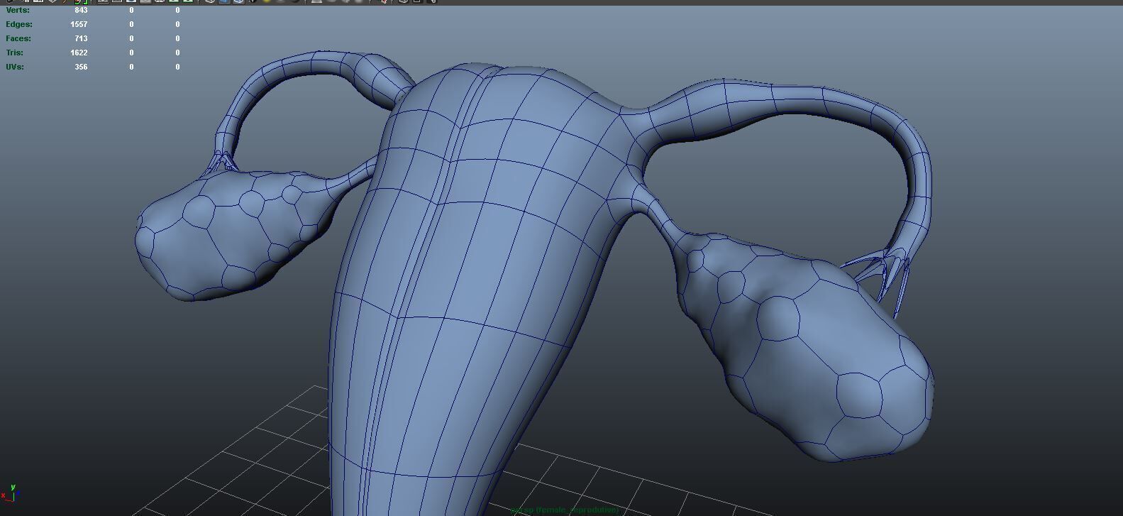 Female reproductive system 3D model_9