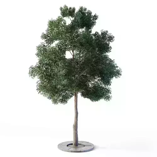 Small Leaved Lime Tree 460 cm Low-poly 3D model