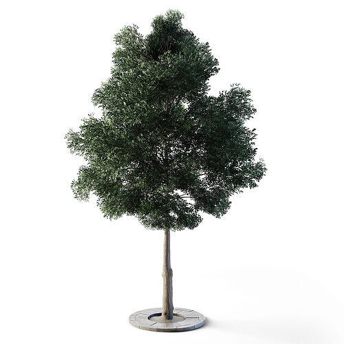 Small Leaved Lime Tree 4 Low-poly 3D model