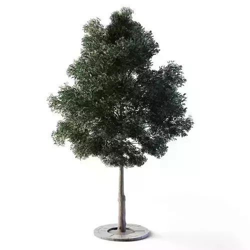 Small Leaved Lime Tree 4 Low-poly 3D model
