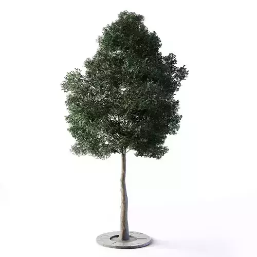 Small Leaved Lime Tree 5m Low-poly 3D model