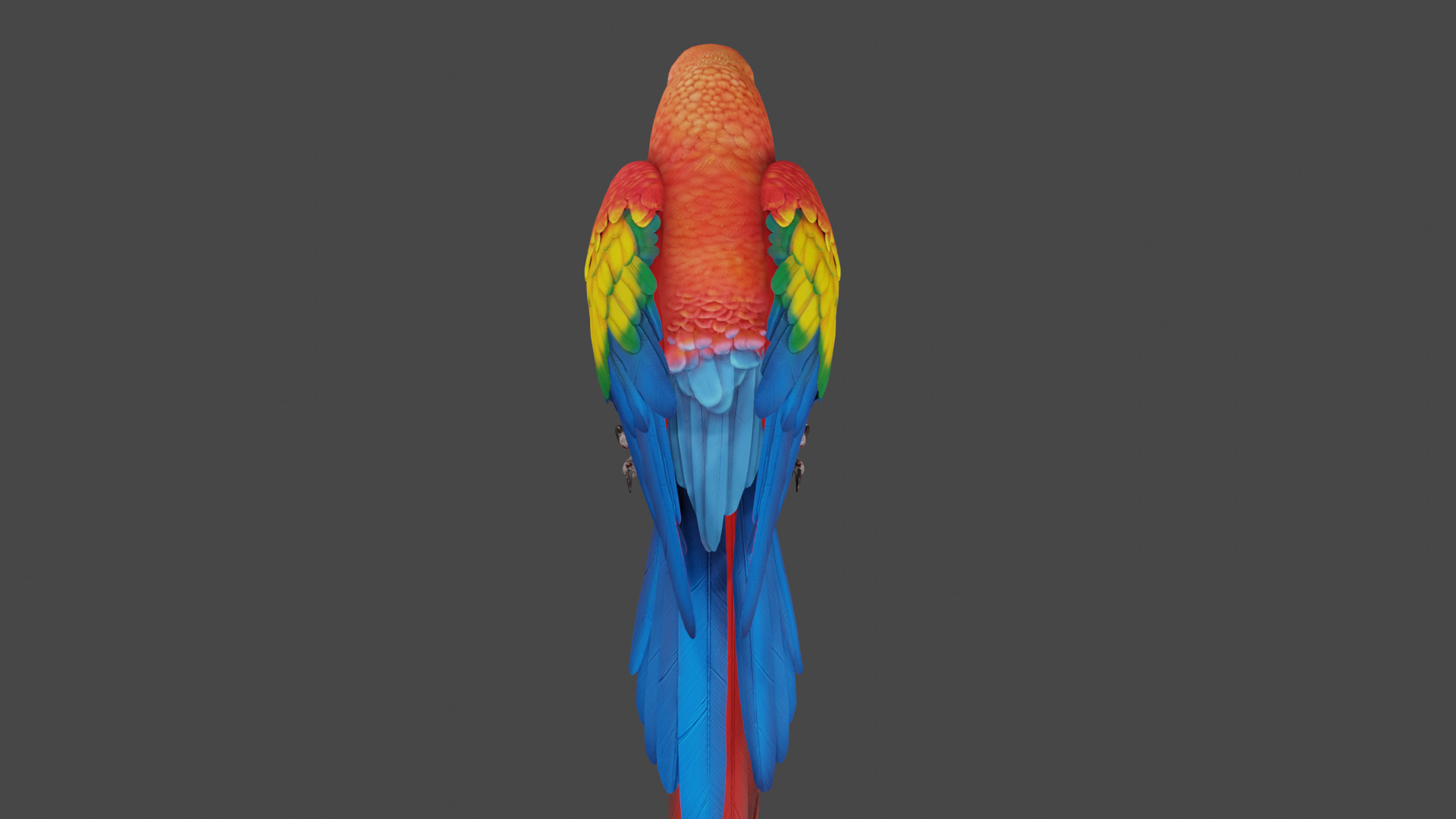 macaw  3D model_3