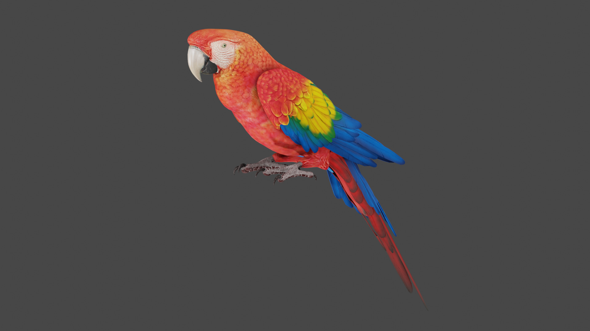 macaw  3D model_1