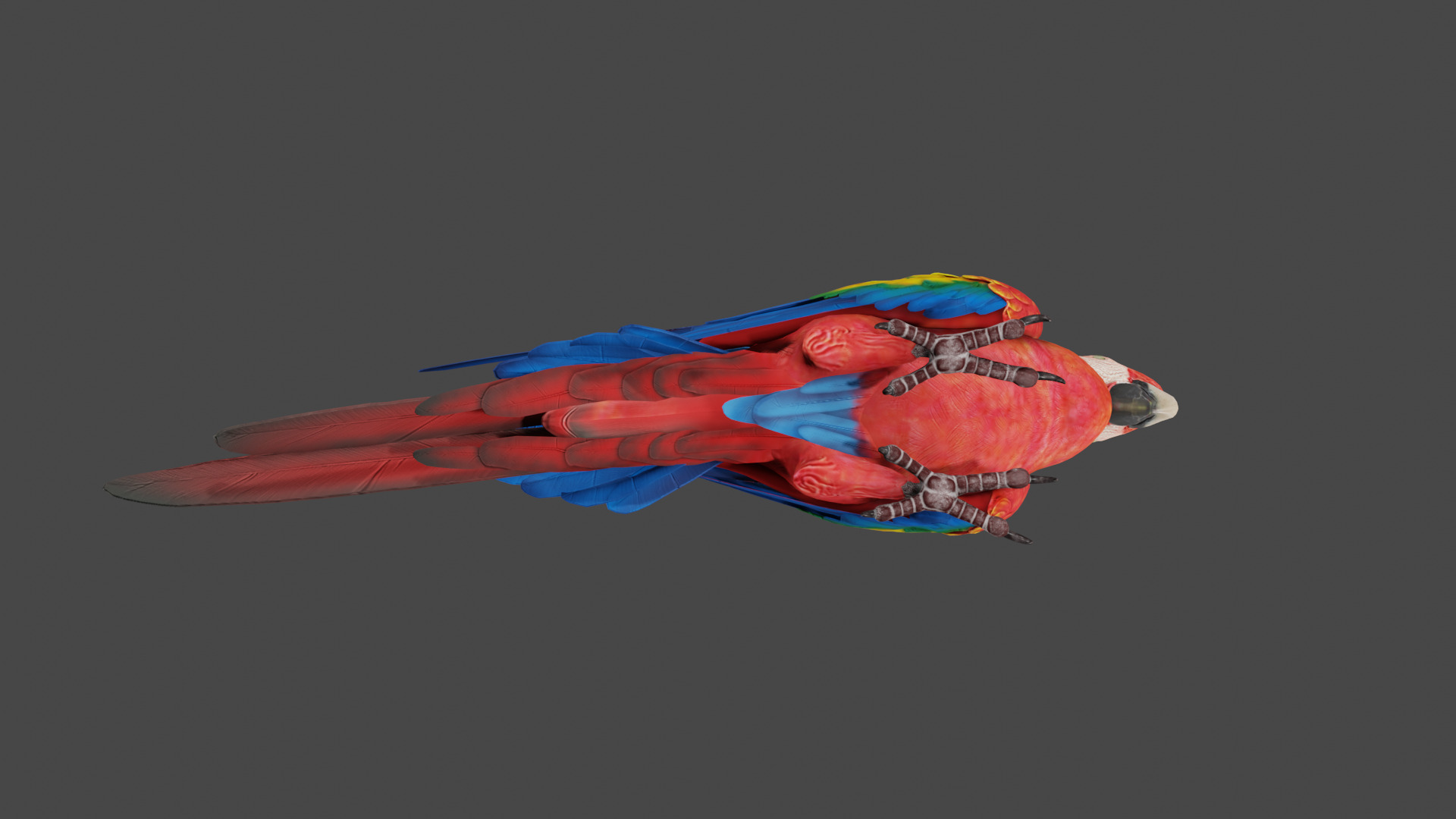 macaw  3D model_5