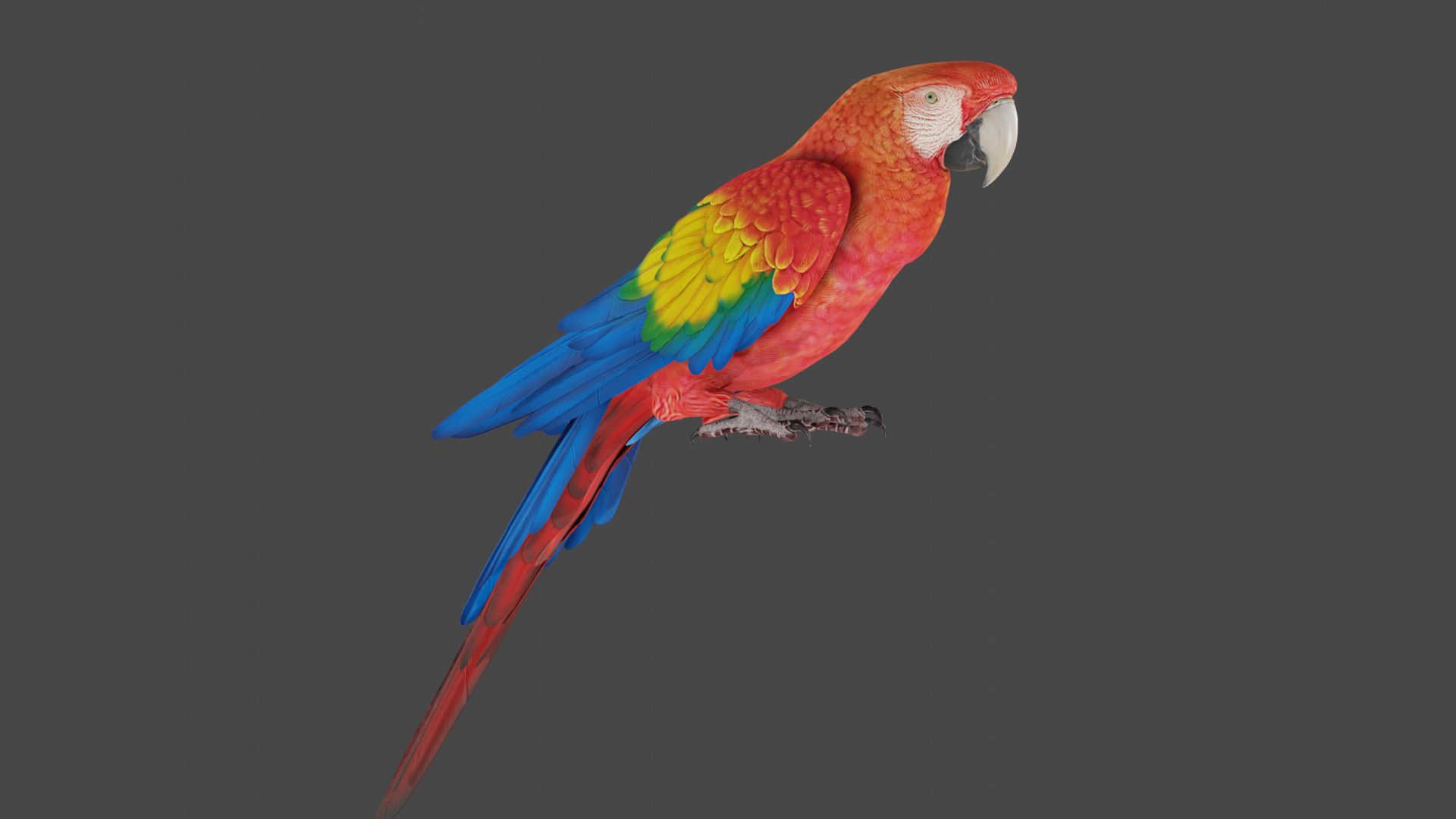 macaw  3D model_2