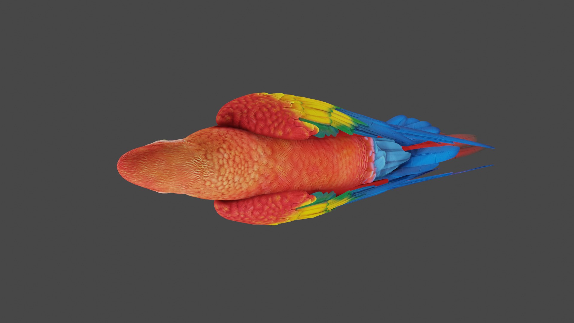 macaw  3D model_7