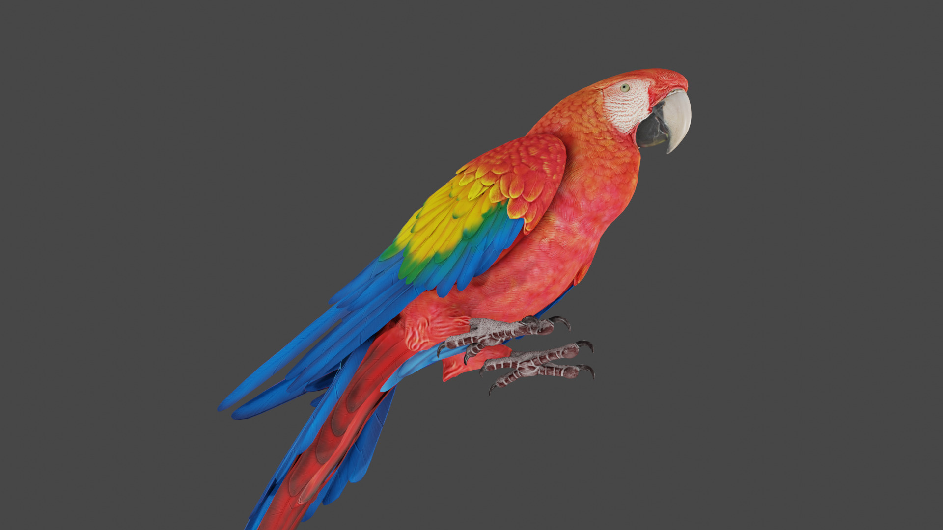 macaw  3D model_6