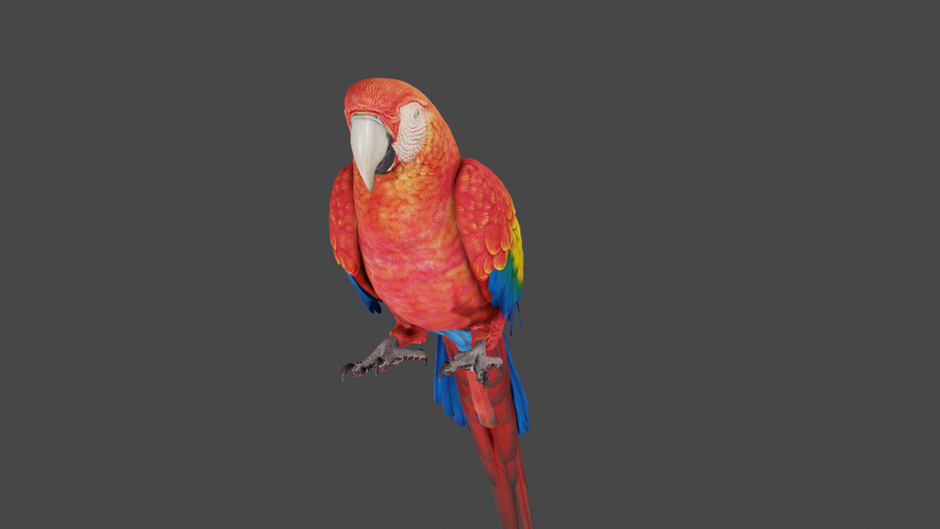 macaw  3D model_4