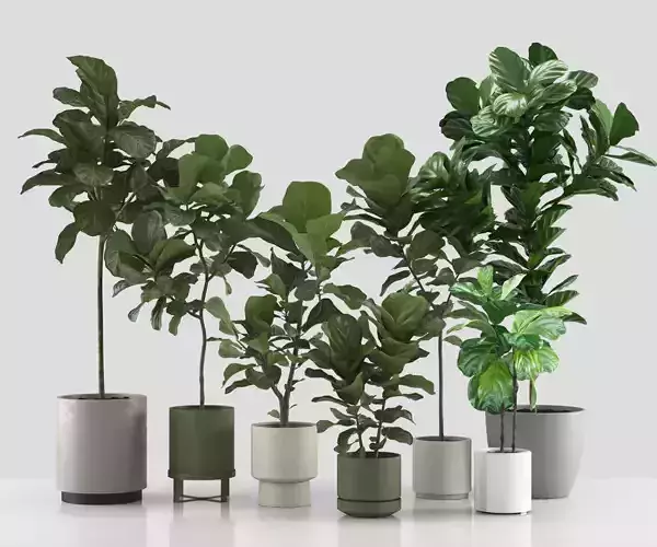 Fiddle Leaf Fig Indoor Plants Collection