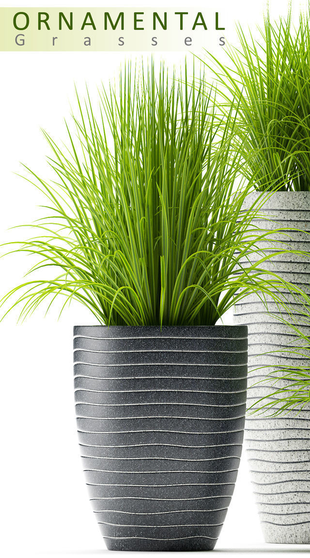 Grass plants 3D model_1