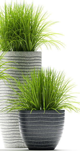 Grass plants 3D model_4
