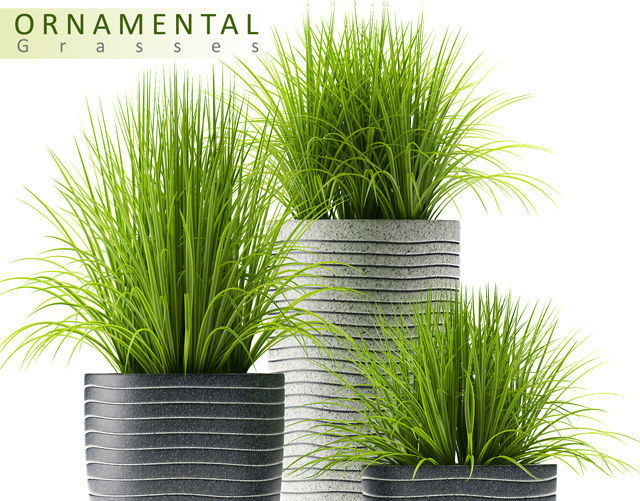 Grass plants 3D model_3